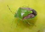 25府県がカメムシ注意報