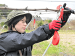 北条ワイン醸造所で「おてつたび」受け入れ 農業系の受け入れは鳥取県内初