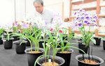 小さな花に豊かな個性 ウチョウラン牧場公園で展示