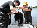 ウミトラノオ中浜港に移植 境港市の藻場造成実験