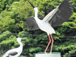 実物大オブジェでコウノトリ呼び込む 本物ペア定着に期待 香美町「トキワ」農園