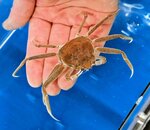 甲羅幅3・5㌢まで成長 城崎マリン ズワイガニの繁殖研究 飼育環境の改善に力