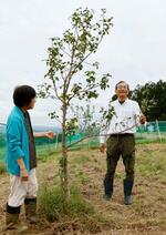 絶滅危惧の「イワテヤマナシ」未来へ