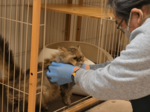 保護猫カフェ、軽度の障害のある従業員勤務 鳥取市にオープン 猫と心を通わせ