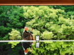照る青葉、生命力まばゆく 紅葉名所の豊岡・安国寺「青ドウダンツツジ」16日から一般公開