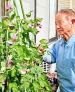 古代エジプトに思いはせ ツタンカーメンのエンドウ開花 清末さん宅 40年前から栽培