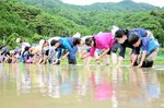 昔ながらの手植えに汗 アイガモの谷口でイベント