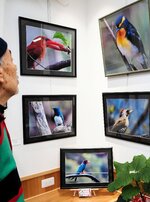 野鳥の表情 豊かに 医師・坂口さん写真絵画展 YORAIYA角盤