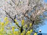 桜咲く夏日 鳥取25・7度 県内4カ所今年最高気温