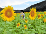 太陽にも負けぬ輝き 香住・三谷