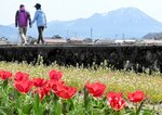 チューリップが開花 村の花を絶やさず 栽培面積減少も農家奮闘