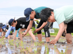 子どもたちが横並びで田植え 琴浦町で「あぐりキッズスクール」