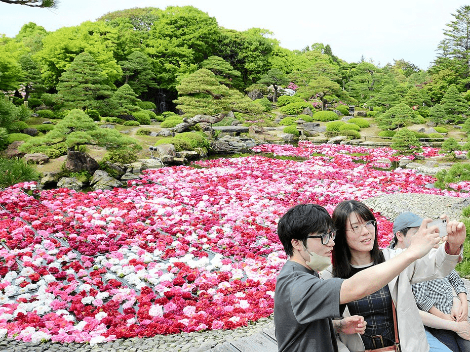 色とりどり３万輪 水面埋め尽くす 由志園で「池泉牡丹」スタート | 日本海新聞 NetNihonkai