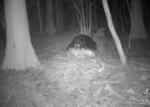 クマがわなにかかったシカを食べる光景を初撮影。新たな食料源?研究者は人とクマが遭遇する危険性を指摘する