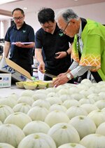 【ウェブ早出し】甘い香りと厚い果肉楽しんで 倉吉特産プリンスメロン査定会 出来栄え上々