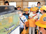 チョウザメに興味津々 村岡、小代の児童 養殖場を見学