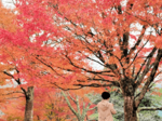 冬告げる鮮やかな赤 村岡・御殿山公園