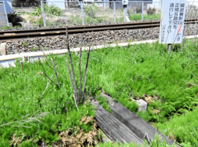 違法「勝手踏切」県内211カ所 横断危険 注意喚起も後絶たず