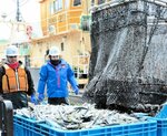 水揚げ量千トン超 今年初の大漁旗 境漁港、サバ中心に