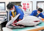 ”今どれ”鮮やか解体 境港で初水揚げの本マグロ 鳥取市内スーパーが実演販売