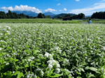 風に揺れる〝白いじゅうたん〟 江府町でソバの花見頃