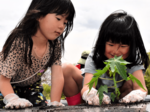 青パパイア収穫楽しみ 日野で植え付け体験会