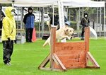 捜査で活躍へ訓練成果披露 県警嘱託警察犬審査会