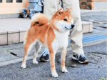 「但馬の紅大」全国3位 浜坂・森本さん飼育の雄柴犬 日本犬展覧会「来年は1位を」