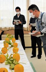 例年より大玉に エリザベスメロン目合わせ会 きょう初出荷