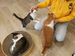 処分ゼロへ猫の「保育園」
