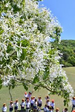 【ウェブ早出し】ナンジャモンジャ花盛り とっとり出合いの森、初夏の新緑に〝白い雪〟