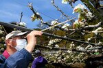 今年も無事に実って 二十世紀梨の親木に授粉 鳥取