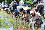 泥の感触楽しみ丁寧に 親子ら100人、伯耆で田植え 米フェスタ2024