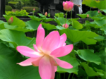 ハス清らか 淀江・古代の丘公園