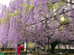 住雲寺でフジの花見頃 3、4日に「藤まつり」開催