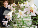 【ウェブ早出し】「宙ユリ」開花、甘い香り漂わせ 宇宙を旅した種子から生育 東郷湖羽合臨海公園