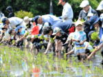 【写真グラフ】泥んこ 楽しい! 米フェスタ2024