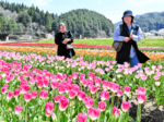 春らんまん2024 100万本が織りなす絶景 たんとう花公園チューリップまつり