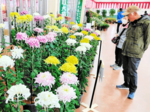 大菊花壇や懸崖出来栄えに感心 鳥取秋芳会が菊花展
