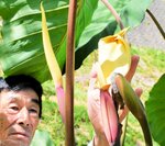 サトイモの花咲く 山陰ではまれ、猛暑影響か 村岡