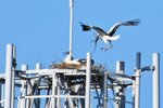 【ウェブ早出し】「倉吉で子育てを」 コウノトリつがい営巣を市内で初確認 市民ら温かく見守る