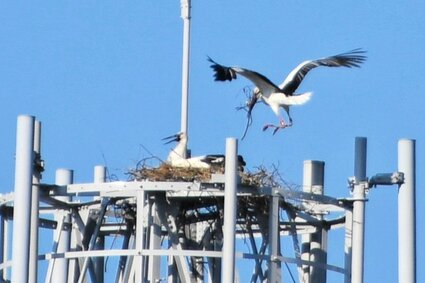 【ウェブ早出し】「倉吉で子育てを」 コウノトリつがい営巣を市内で初確認 市民ら温かく見守る