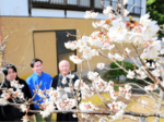 一気に開花し八分咲き 源徳院のカラミザクラが見頃