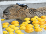 カピバラがゆず湯に入浴 来園者和ます 大山トム・ソーヤ牧場