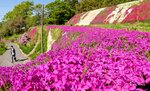 3日「芝桜祭り」開催 夜はスカイランタン打ち上げ