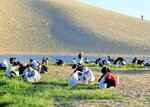 鳥取砂丘 除草ボランティア回復 コロナ禍前の3千人超目前