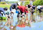 横一列になって田植え 園児ら体験 農業大学校生と一緒に