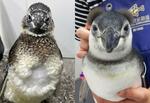 ペンギンの「換羽」紹介 すみだ水族館「すみペン羽コレ2024」