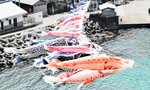潮風受けて100匹舞う 香住・鎧漁港