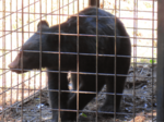 冬眠明けクマ注意! 餌求め、子連れは攻撃的 遭遇しない工夫や誘因物撤去を